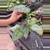 plant/Philodendron Majestic 4” pot growers choice-2-thumbnail