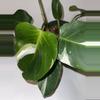 plant/6” Philodendron “White Knight”-0-thumbnail