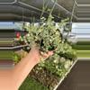 plant/Dischidia ruscifolia variegated 6” hanginf basket growers choice-2-thumbnail