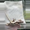 plant/Lilly white - Super Nice - Alpine x Poster Child 5/18/25-0-thumbnail