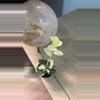 plant/Cumingiana Super Albo Plug-0-thumbnail