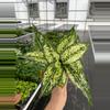 plant/Aglaonema Siam Snow White 4” pot growers choice-1-thumbnail