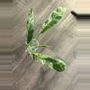 plant/Epipremnum Giganteum Variegated Cutting-0-thumbnail