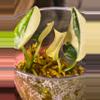 plant/2 mayari scindapus well rooted in one cup-2-thumbnail