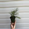 plant/Philodendron Tortum-0-thumbnail