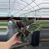 plant/Calathea Medallion 4” pot growers choice-5-thumbnail