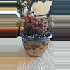 plant/Personal Collection with Tim Preston Pot-1-thumbnail