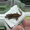 plant/Gargoyle - Arya x Crease  - very nice stripes-0-thumbnail