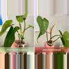 plant/Philo Emerald Duo (Green + Red)-1-thumbnail