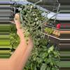 plant/Dischidia nummularia variegated 6” hanging basket growers choice-3-thumbnail