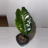 plant/Alocasia Chantrieri 4”-0-thumbnail