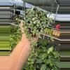 plant/Dischidia nummularia variegated 6” hanging basket growers choice-1-thumbnail