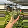 plant/Dischidia nummularia variegated 6” hanging basket growers choice-6-thumbnail