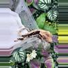 plant/Dark based Lilly White - Max x Maisie 5/21/25-0-thumbnail