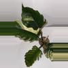 plant/4” Caramel Marble high variegation-1-thumbnail