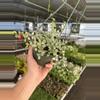 plant/Dischidia ruscifolia variegated 6” hanginf basket growers choice-6-thumbnail