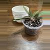 plant/Gasteria succulent-1-thumbnail