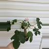 plant/Buddha Belly-0-thumbnail
