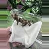 plant/Nice White Collar Chahoua Shyguy x Raheana 5/30/25-1-thumbnail
