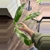 plant/Epipremnum Giganteum Variegated Cutting-1-thumbnail
