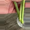 plant/Epipremnum Giganteum Variegated Cutting-4-thumbnail