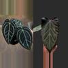 plant/Seed grown anthurium carla blackiae x pap red sinus starter plant growers choice-0-thumbnail