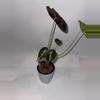 plant/Alocasia watsoniana ‘White Vein’ 4”-1-thumbnail