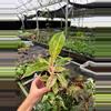 plant/Aglaonema Night Sparkle 4” pot growers choice-3-thumbnail