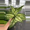 plant/Aglaonema Siam Snow White 4” pot growers choice-2-thumbnail