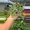 plant/Dischidia nummularia variegated 6” hanging basket growers choice-0-thumbnail