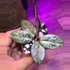 plant/Hoya Wilber graves and undulata fresh cuttings for Gypsy Rose-0-thumbnail