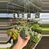 plant/Dischidia ruscifolia variegated 6” hanginf basket growers choice-7-thumbnail