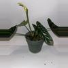plant/6” Alocasia Flowering Sinuata “Quilted Dreams”-1-thumbnail
