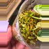 plant/2 mayari scindapus well rooted in one cup-4-thumbnail