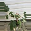 plant/Buddha Belly-1-thumbnail