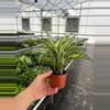 plant/Aglaonema Siam Snow White 4” pot growers choice-3-thumbnail