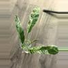 plant/Epipremnum Giganteum Variegated Cutting-2-thumbnail