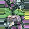 plant/Adult Female Lilly White 2022-1-thumbnail