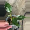 plant/Philodendron White Princess Tri-Color-1-thumbnail