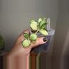 plant/Hoya Heuschkeliana-1-thumbnail