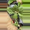 plant/Hoya bundle-0-thumbnail
