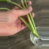 plant/Epipremnum Giganteum Variegated Cutting-3-thumbnail