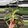 plant/Aglaonema Night Sparkle 4” pot growers choice-2-thumbnail