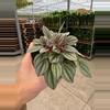 plant/Peperomia San Marino 4” pot growers choice-2-thumbnail