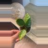 plant/Sp. Lai Chau Starter-0-thumbnail