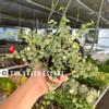 plant/Dischidia ruscifolia variegated 6” hanginf basket growers choice-0-thumbnail