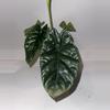 plant/6” Alocasia Flowering Sinuata “Quilted Dreams”-0-thumbnail