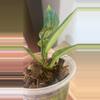 plant/Sp. Lai Chau Starter-2-thumbnail