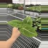 plant/Seed grown anthurium carla blackiae x pap red sinus starter plant growers choice-2-thumbnail