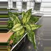 plant/Aglaonema Siam Snow White 4” pot growers choice-0-thumbnail